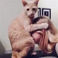 Bodo sexual-massage